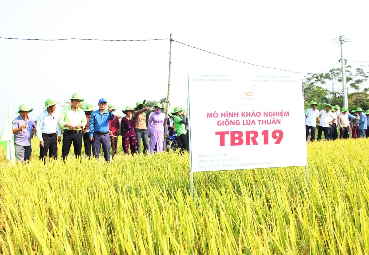 Giống lúa TBR19 tạo niềm tin với bà con ngay từ vụ đầu canh tác. Ảnh: L.A.