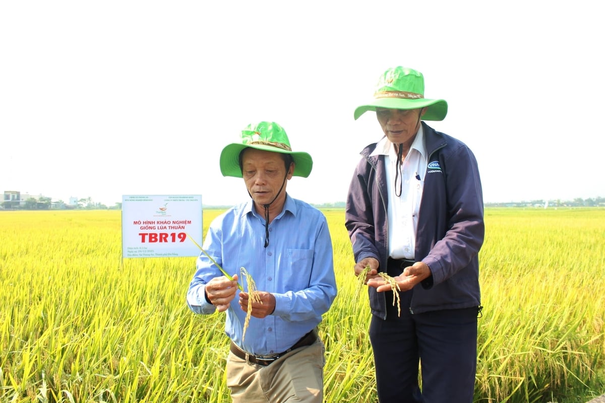 Mô hình trình diễn giống lúa TBR19 mở hướng lựa chọn giống lúa thích ứng cho nông dân miền Trung. Ảnh: L.A.