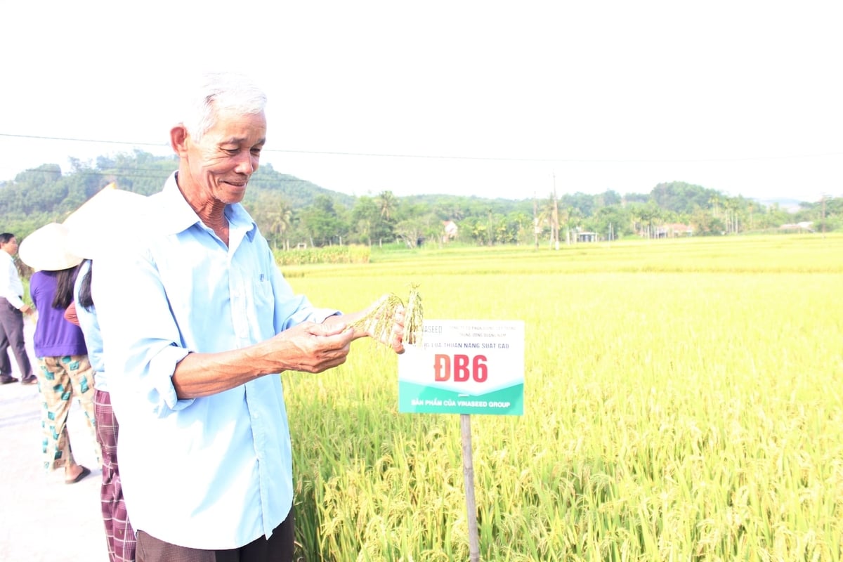 ĐB6 có đặc điểm bông to, hạt dày, tỷ lệ chắc cao, cho năng suất ổn định. Ảnh: L.A.