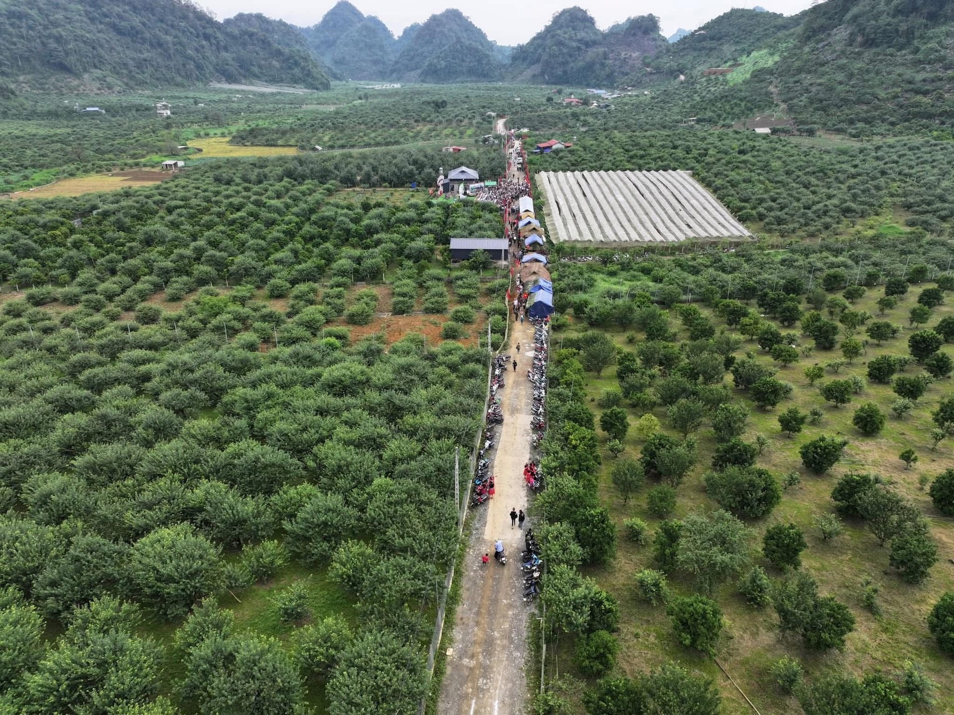 Sơn La hướng tới mở rộng các vùng cây ăn quả tập trung, phát triển sản xuất hàng hóa quy mô lớn. Ảnh: Anh Đức. Sơn La hướng tới mở rộng các vùng cây ăn quả tập trung, phát triển sản xuất hàng hóa quy mô lớn. Ảnh: Anh Đức.