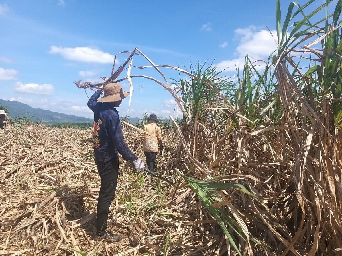 Mía là một trong những loại trồng chịu thiệt hại nặng nề do mưa lũ tại Đắk Lắk vào cuối năm 2025. Ảnh: Trần Thọ. Mía là một trong những loại trồng chịu thiệt hại nặng nề do mưa lũ tại Đắk Lắk vào cuối năm 2025. Ảnh: Trần Thọ.