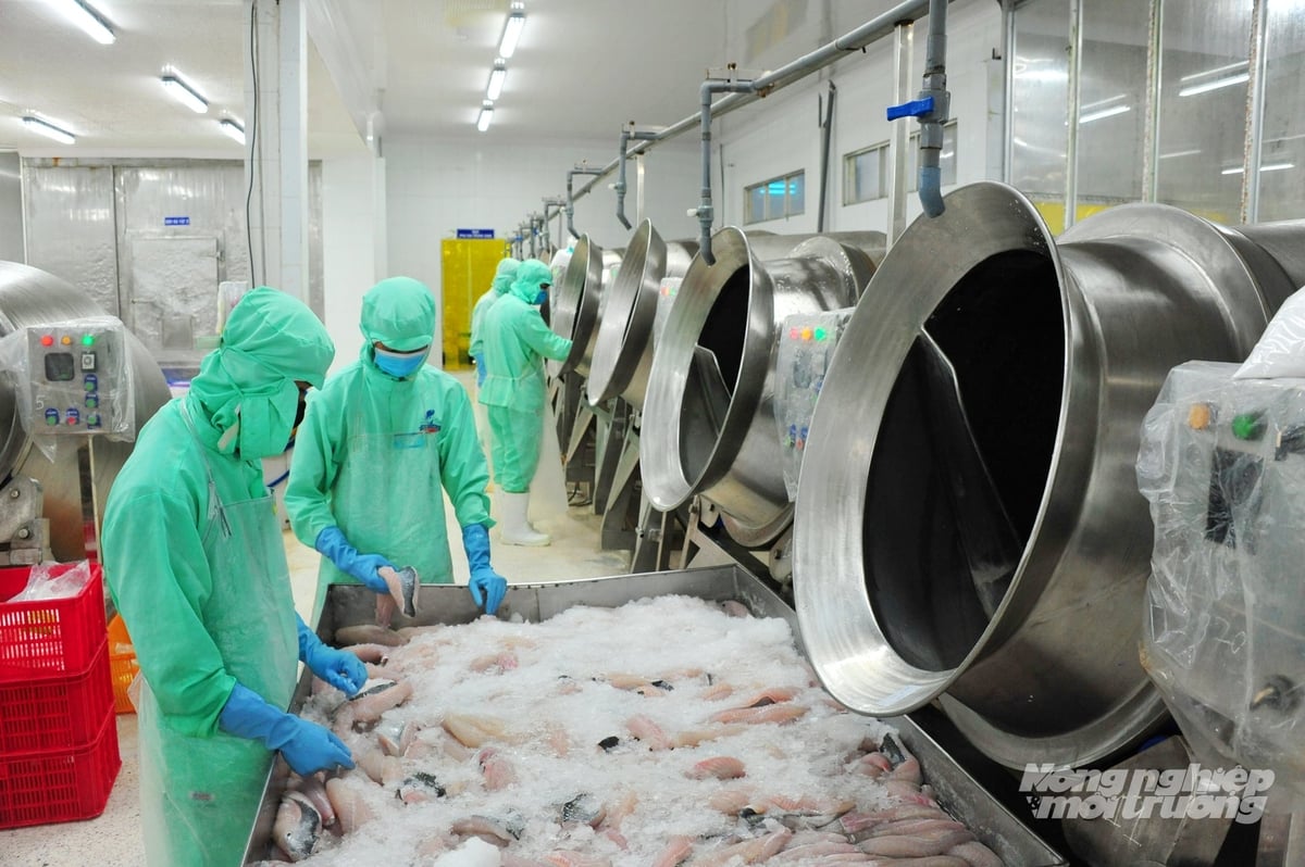 Tôm và cá tra vẫn là trụ cột góp phần cho sự tăng trưởng của thủy sản Việt Nam trong thời gian tới. Ảnh: NNMT.