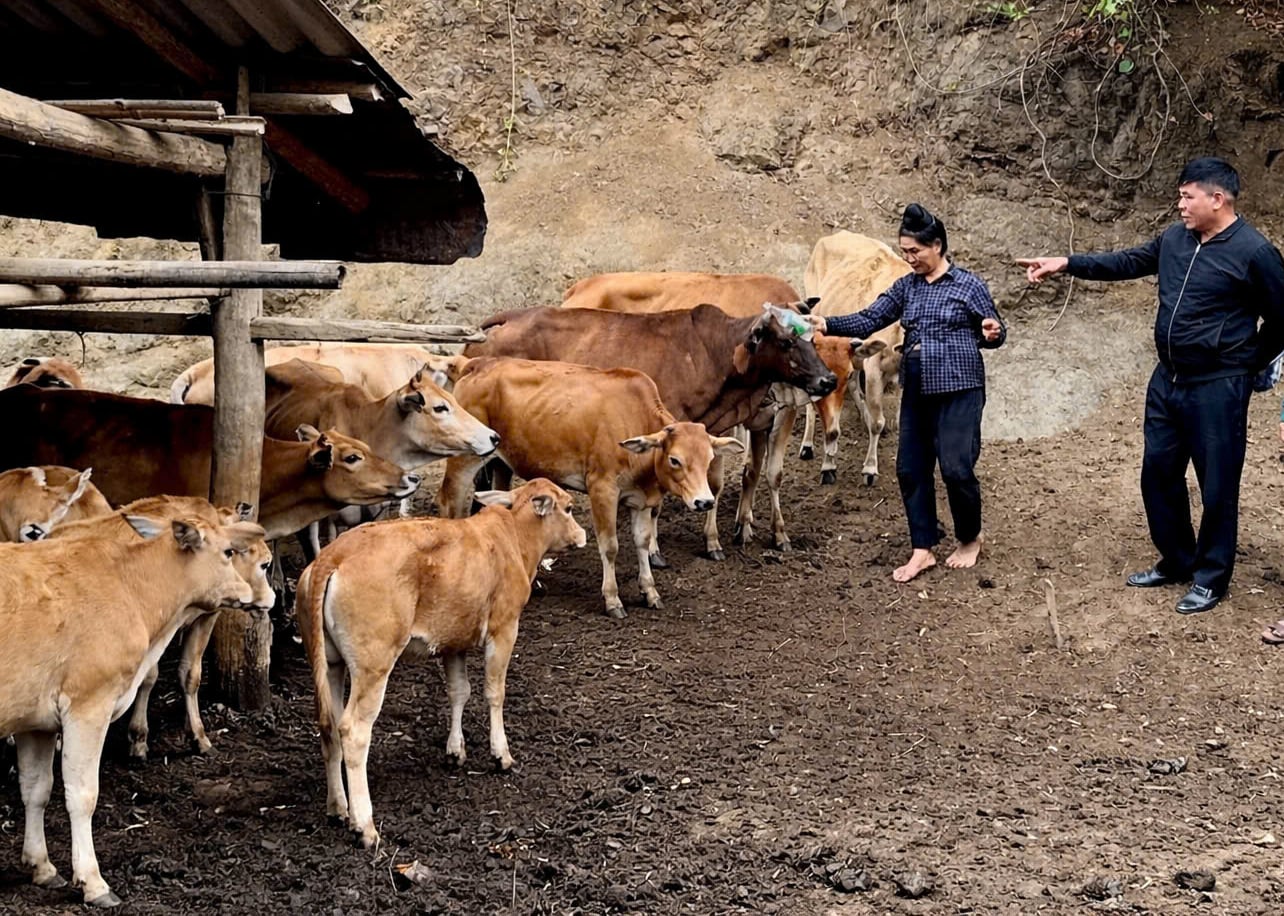 Người dân bản Cuổi Tở 2, xã Nậm Cuổi đầu tư chăn nuôi đại gia súc. Ảnh: Báo Lai Châu. Người dân bản Cuổi Tở 2, xã Nậm Cuổi đầu tư chăn nuôi đại gia súc. Ảnh: Báo Lai Châu.