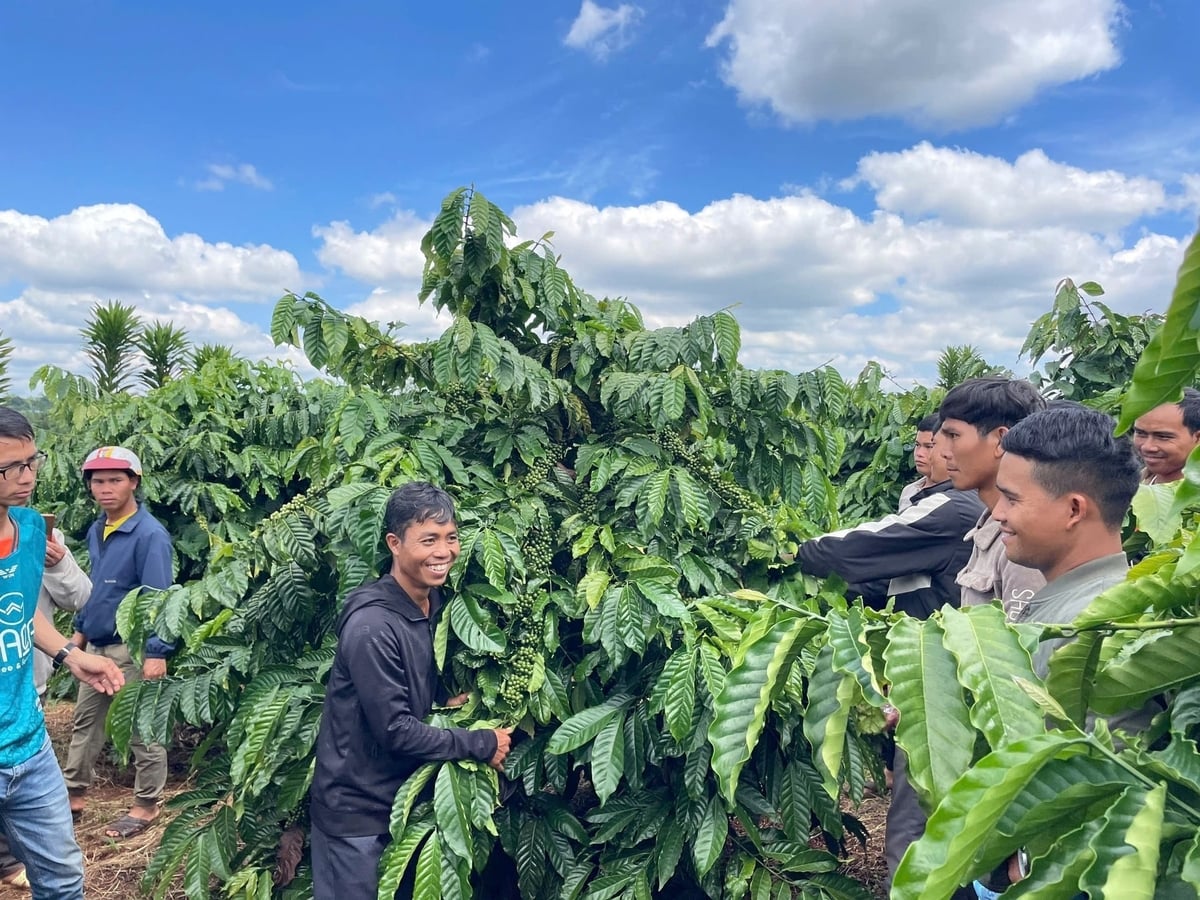 Liên kết sẽ giúp phát triển ngành hàng cà phê bền vững. Ảnh: ĐL. 