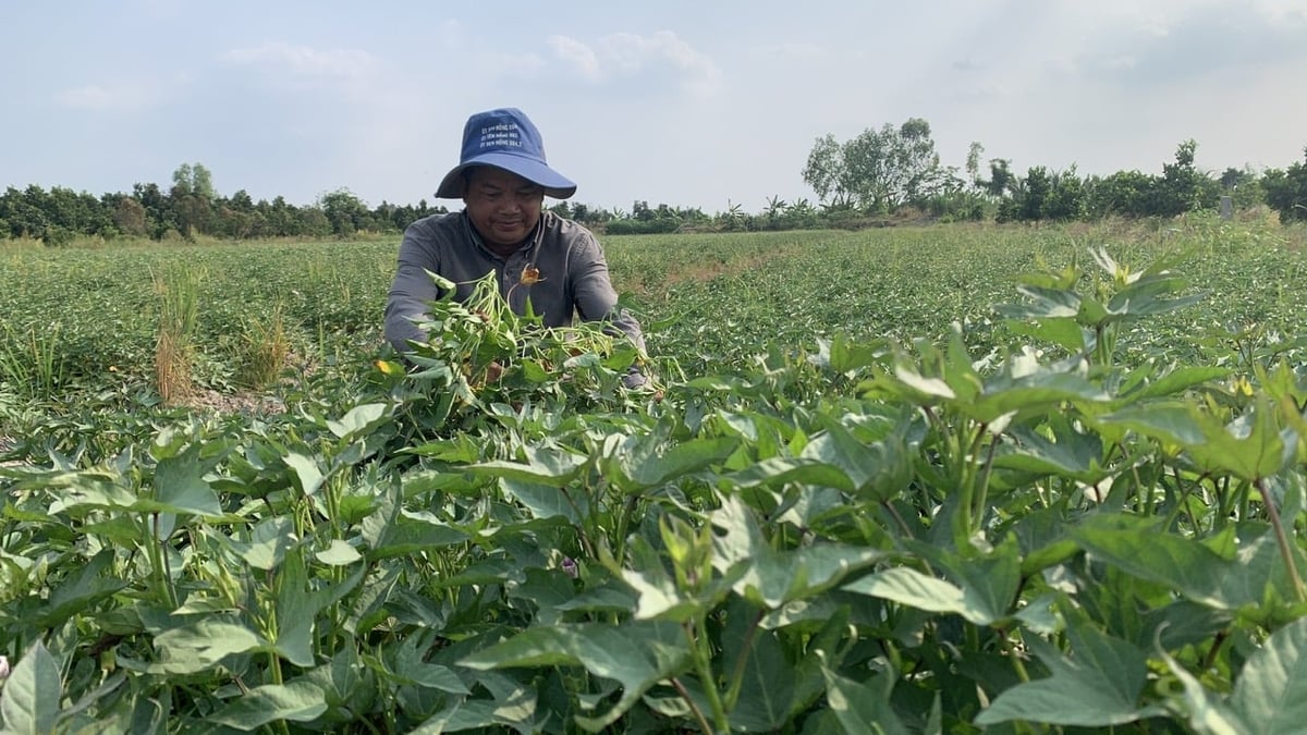 Nông dân chăm sóc ruộng khoai tím Úc tại xã Mỹ Thuận. Ảnh: Hồ Thảo.