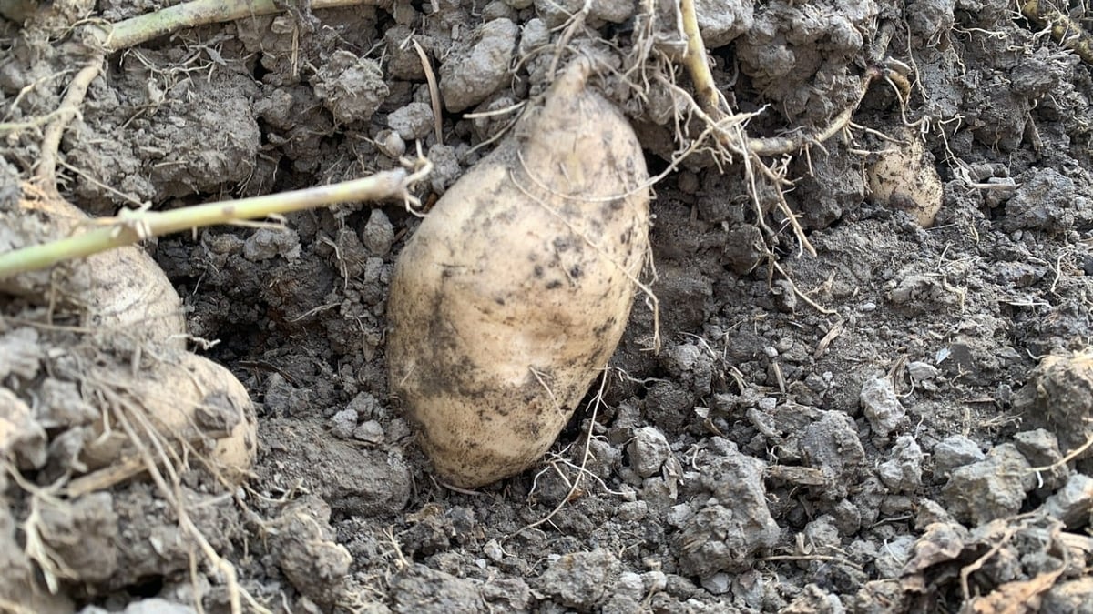 Củ khoai tím Úc thon dài, vỏ sáng. Ảnh: Hồ Thảo.