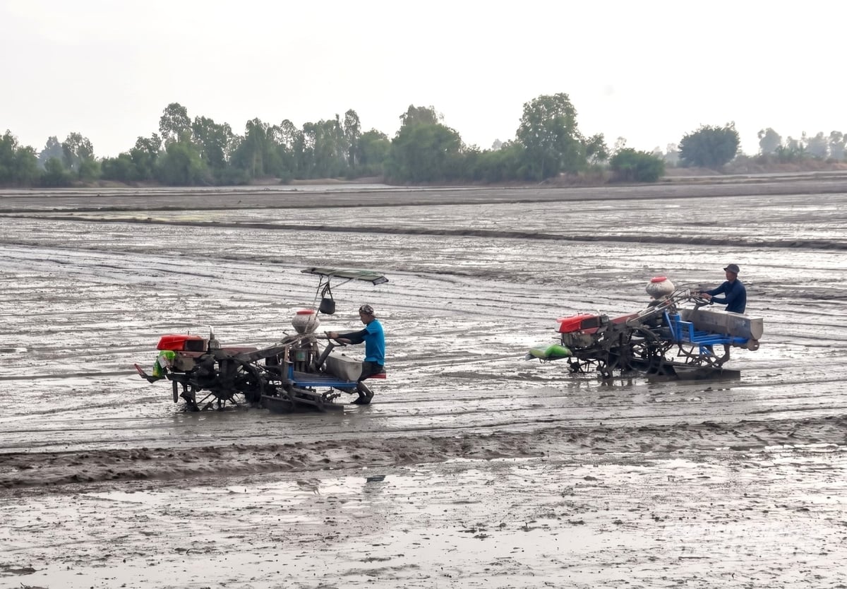 Nông dân An Giang ứng dụng cơ giới hóa khâu gieo sạ, giải pháp kỹ thuật giúp lượng lượng giống, giảm chi phí đầu tư vụ lúa hè 2026. Ảnh: Trung Chánh.