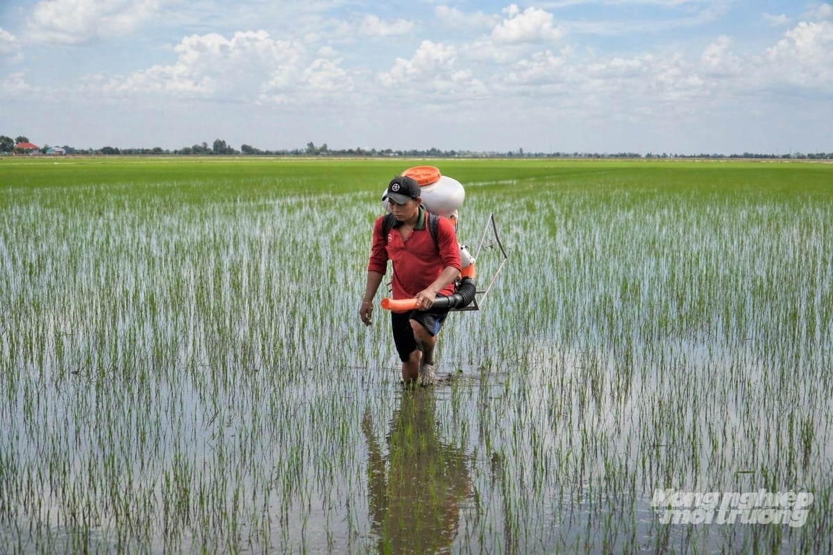 Nông dân An Giang chăm sóc lúa hè thu 2026 mới được gieo sạ, hy vọng thời tiết thuận lợi, vụ lúa ít sâu bệnh, trúng mùa, mang lại thu nhập khá. Ảnh: Trung Chánh.