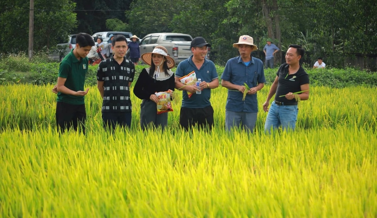 Nghệ An định hướng sử dụng các giống lúa chất lượng cao. Ảnh: Việt Khánh. Nghệ An định hướng sử dụng các giống lúa chất lượng cao. Ảnh: Việt Khánh.