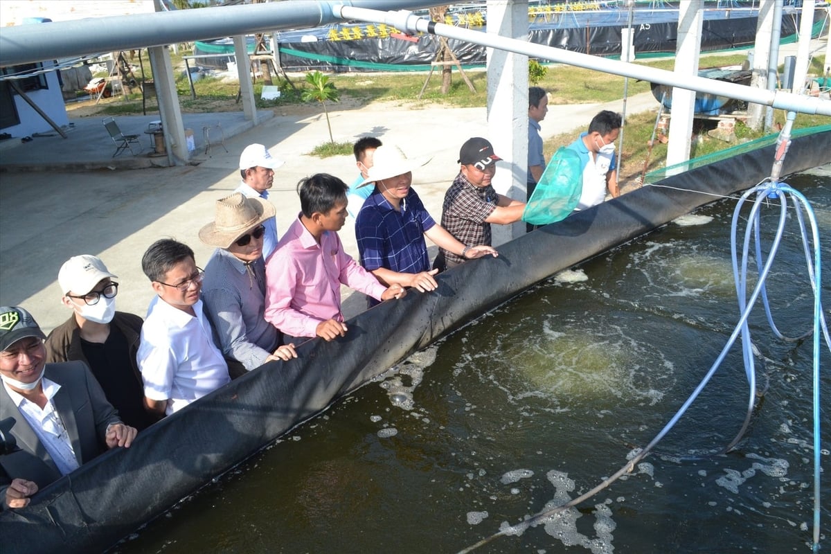 Các đơn vị tham quan các mô hình nuôi tôm công nghệ cao để nhân rộng thời gian tới. Ảnh: L.A.