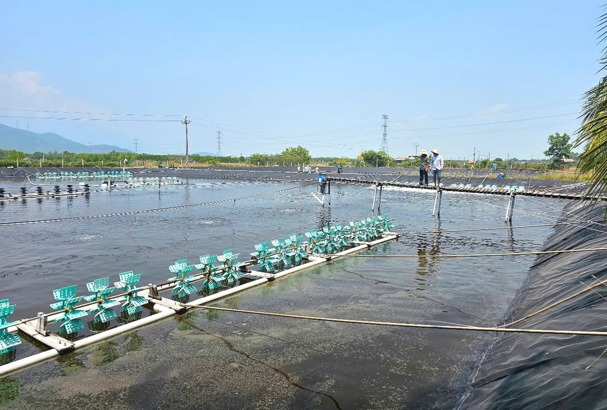 Hiện đang mùa nắng nóng, gây bất lợi nuôi trồng thủy sản. Ảnh: KS.