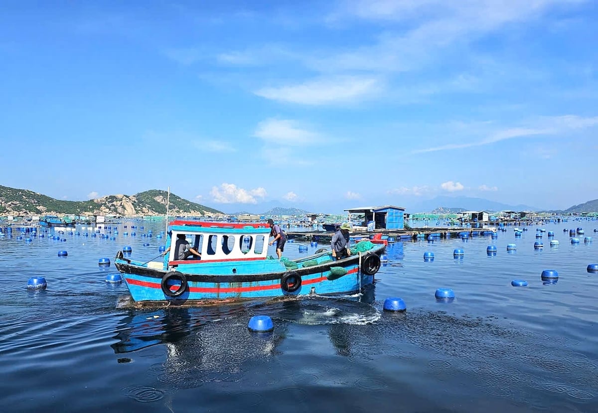 Nuôi trồng thủy sản trên biển tại tỉnh Khánh Hòa. Ảnh: KS.