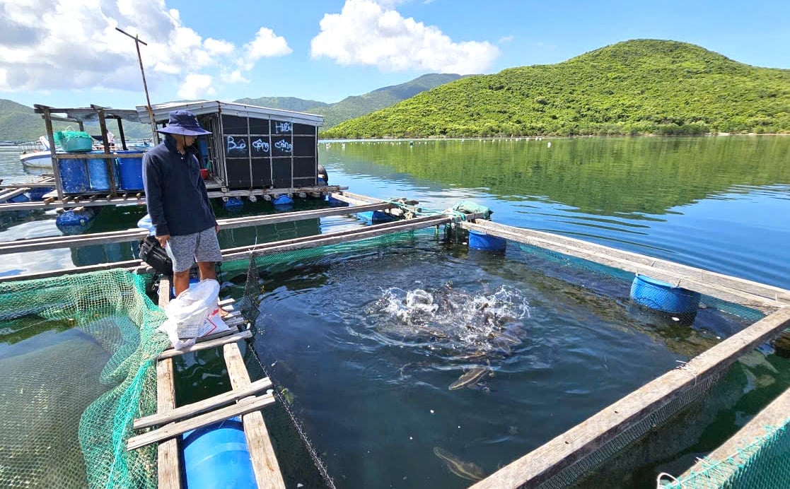 Người nuôi cần điều chỉnh lượng thức ăn phù hợp vào thời điểm nắng nóng. Ảnh: KS.