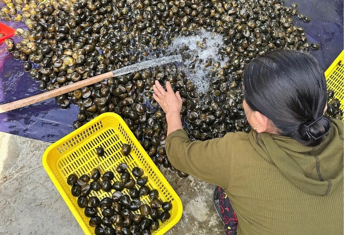 Ốc bươu đen thương phẩm. Ảnh: Võ Hà.