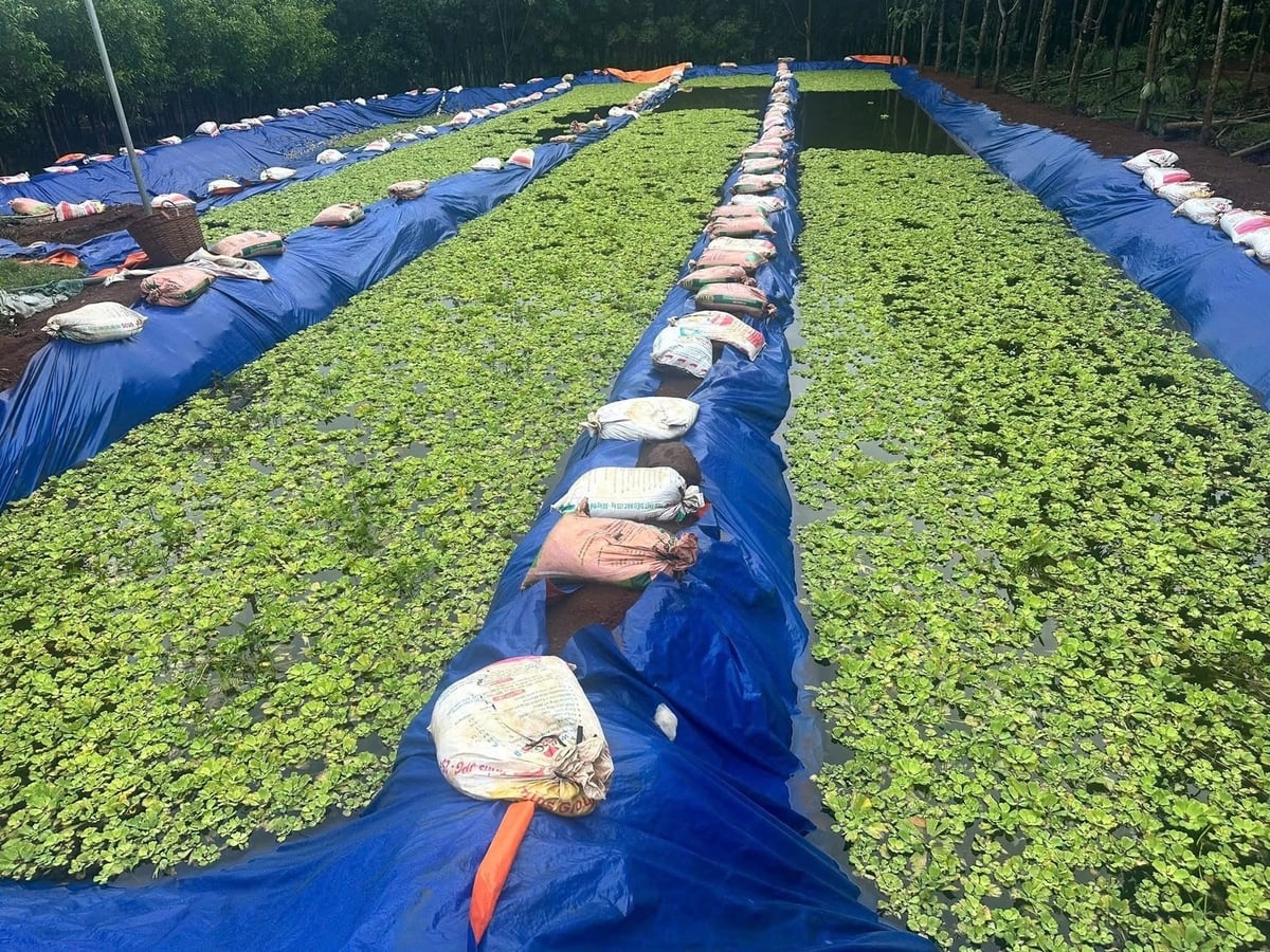 Trang trại nuôi ốc của anh Hoàng có diện tích khoảng 4.000m². Ảnh: Võ Hà.