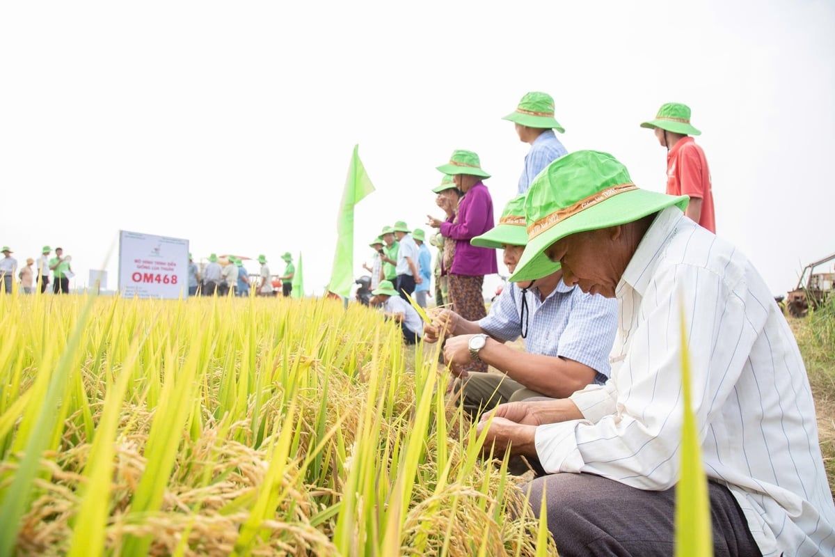 Giống lúa OM468 nhanh chóng chiếm được cảm tình của bà con nông dân nhờ sức sống mãnh liệt. Ảnh: Trần Thọ. 