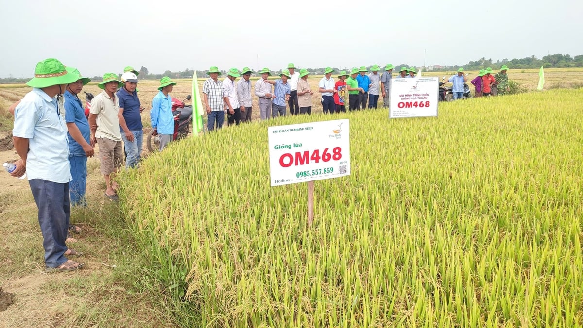 Tập đoàn ThaiBinh Seed dự kiến khởi công nhà máy chế biến gạo công suất 40.000 tấn/năm trong tháng 4/2026, tạo thuận lợi trong thu mua, bao tiêu sản phẩm cho nông dân. Ảnh: Tuấn Trần.