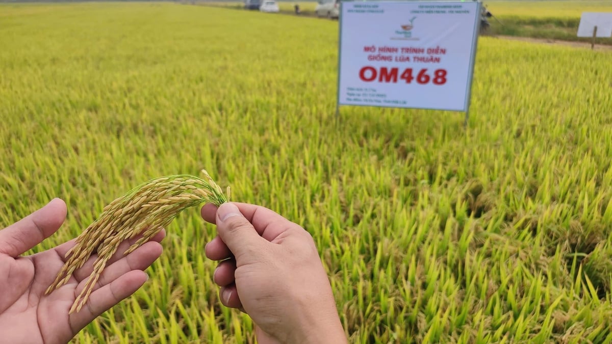 Thời tiết không thuận lợi nhưng giống lúa OM468 vẫn đều bông, chắc hạt. Ảnh: Tuấn Trần.
