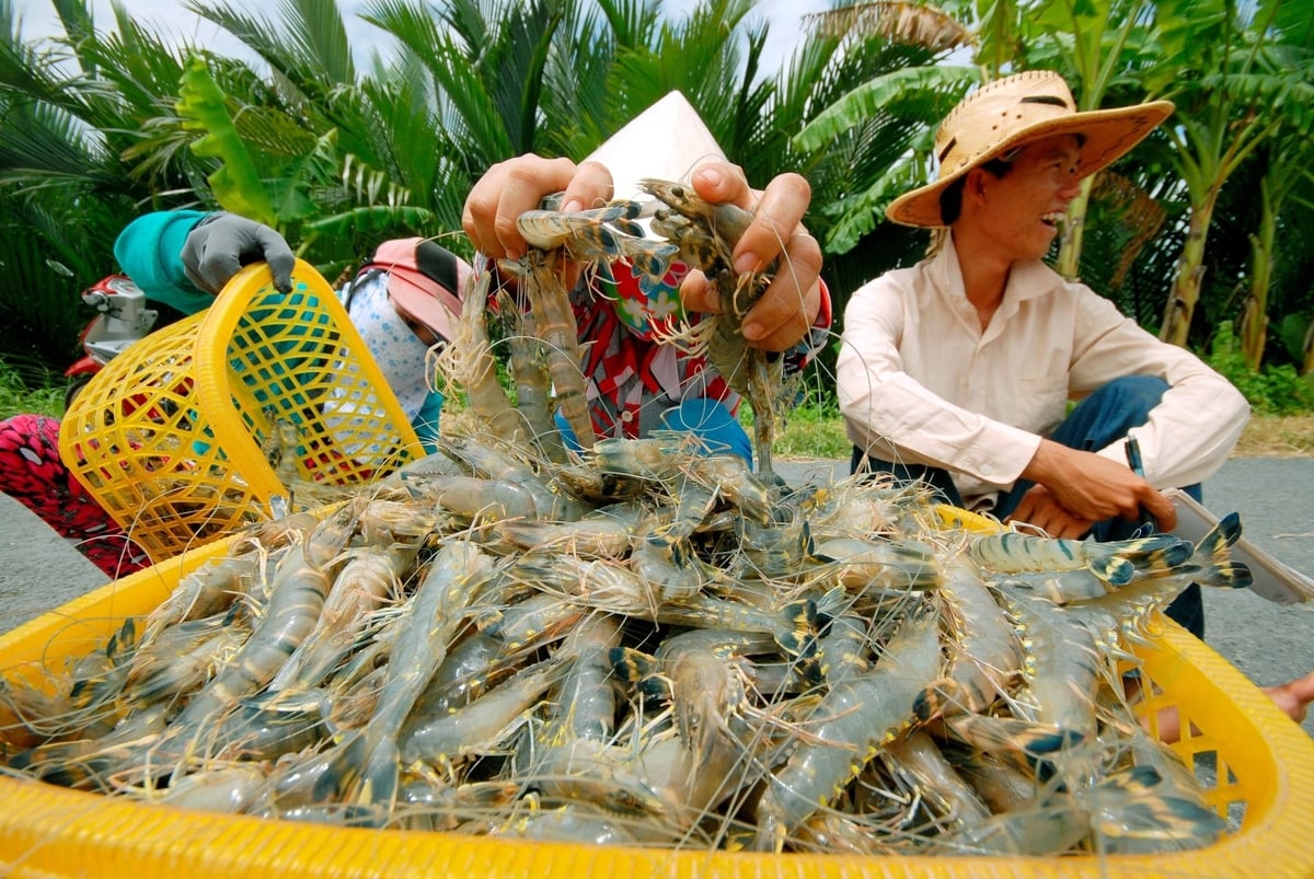 Thị trường ngày càng ưu tiên sản phẩm chế biến sâu, tôm sinh thái và sản phẩm có truy xuất nguồn gốc. Ảnh: Hồng Thắm.