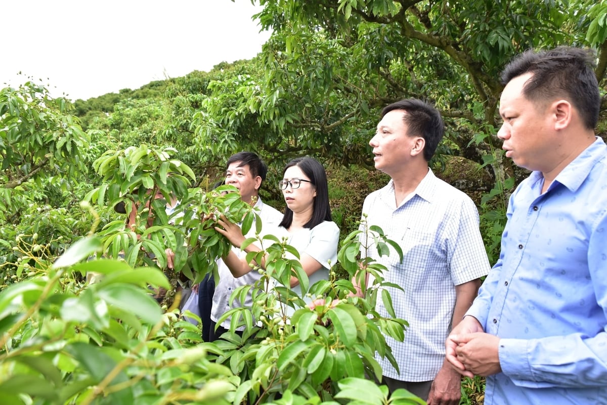 Bà Nguyễn Thị Thu Hương và ông Nguyễn Hồng Quang (thứ hai và ba từ phải vào) kiểm tra tình hình sản xuất vải thiều tại xã Kiên Lao, tỉnh Bắc Ninh. Ảnh: Trung Hiếu. Bà Nguyễn Thị Thu Hương và ông Nguyễn Hồng Quang (thứ hai và ba từ phải vào) kiểm tra tình hình sản xuất vải thiều tại xã Kiên Lao, tỉnh Bắc Ninh. Ảnh: Trung Hiếu.