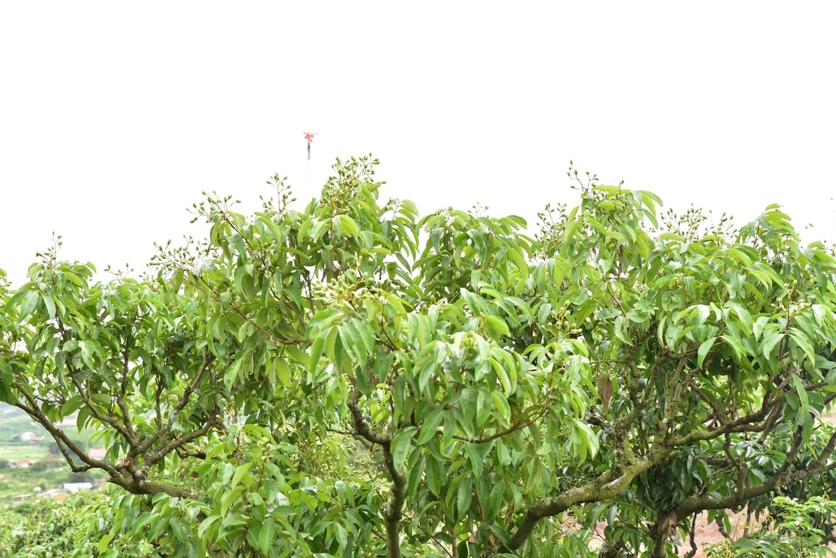 Nhiều doanh nghiệp đã ký hợp đồng thu mua vải chín sớm của người dân Bắc Ninh. Ảnh: Trung Hiếu. Nhiều doanh nghiệp đã ký hợp đồng thu mua vải chín sớm của người dân Bắc Ninh. Ảnh: Trung Hiếu.