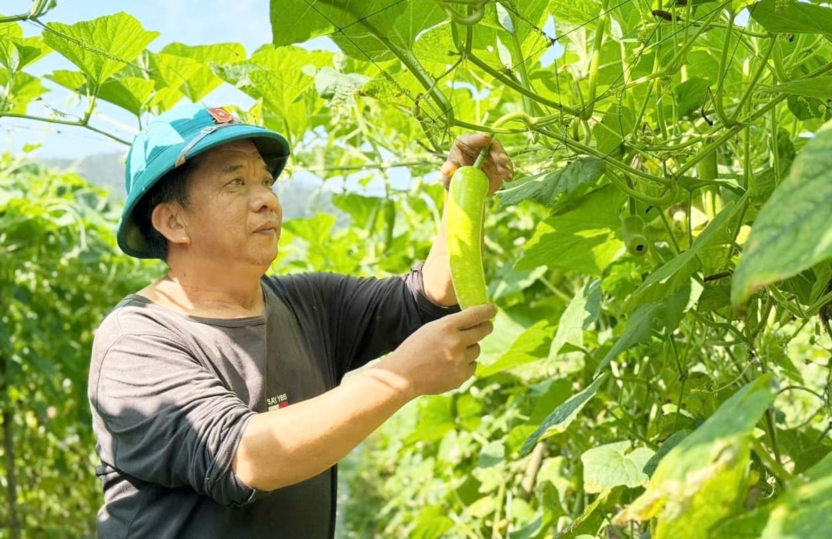 Việc chuyển đổi bộ giống giúp gia đình ông Thủy tăng hiệu quả kinh tế lên gần gấp đôi so với trước. Ảnh: Thanh Nga.