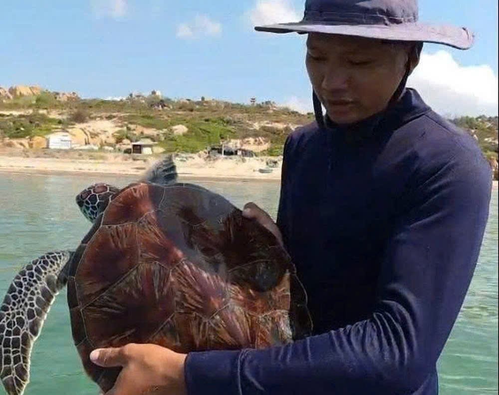 Ngư dân Liên Hương gỡ lưới cho cá thể rùa biển họ Vích và thả trở lại môi trường tự nhiên tại vùng biển Bình Thạnh. Ảnh: CTV.