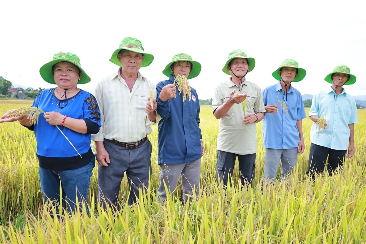 Nông dân tham quan mô hình đánh giá cao khả năng chống chịu sâu bệnh của giống lúa TBR19. Ảnh: Phương Chi.