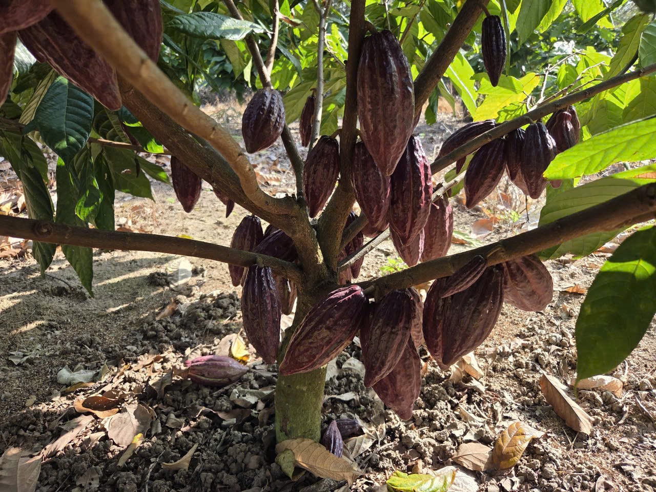 Vườn ca cao của của Công ty TNHH Cacao Land phát triển rất tốt, cho nhiều trái. Ảnh: N.K.