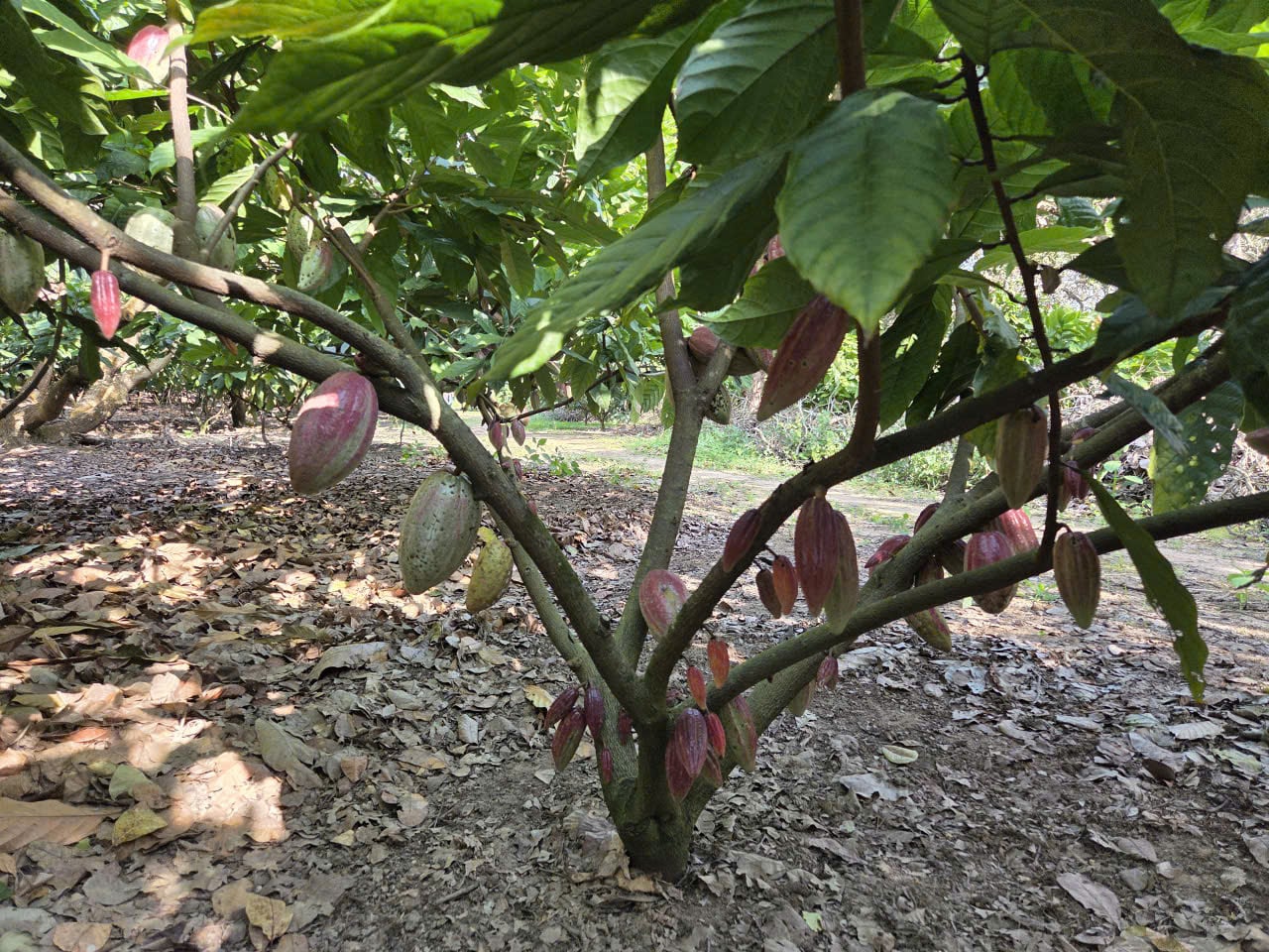 Mô hình trồng ca cao của Công ty TNHH Cacao Land tại Lâm Đồng. Ảnh: N.T.