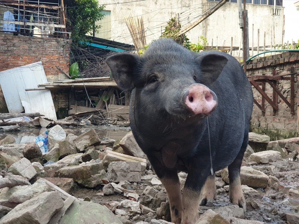 Việt Nam có nhiều giống lợn bản địa như lợn Móng Cái, lợn ỉ, lợn Mán, lợn Mường Khương, lợn Tạp Ná...