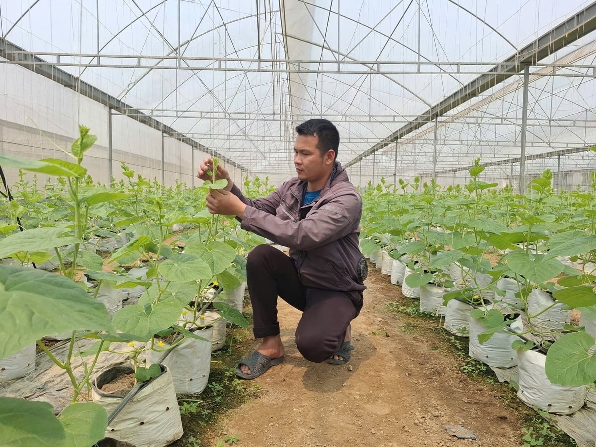 Cây dưa được đảm bảo điều kiện tốt nhất để phát triển, cho sản phẩm an toàn, chất lượng cao. Ảnh: Quốc Toản.