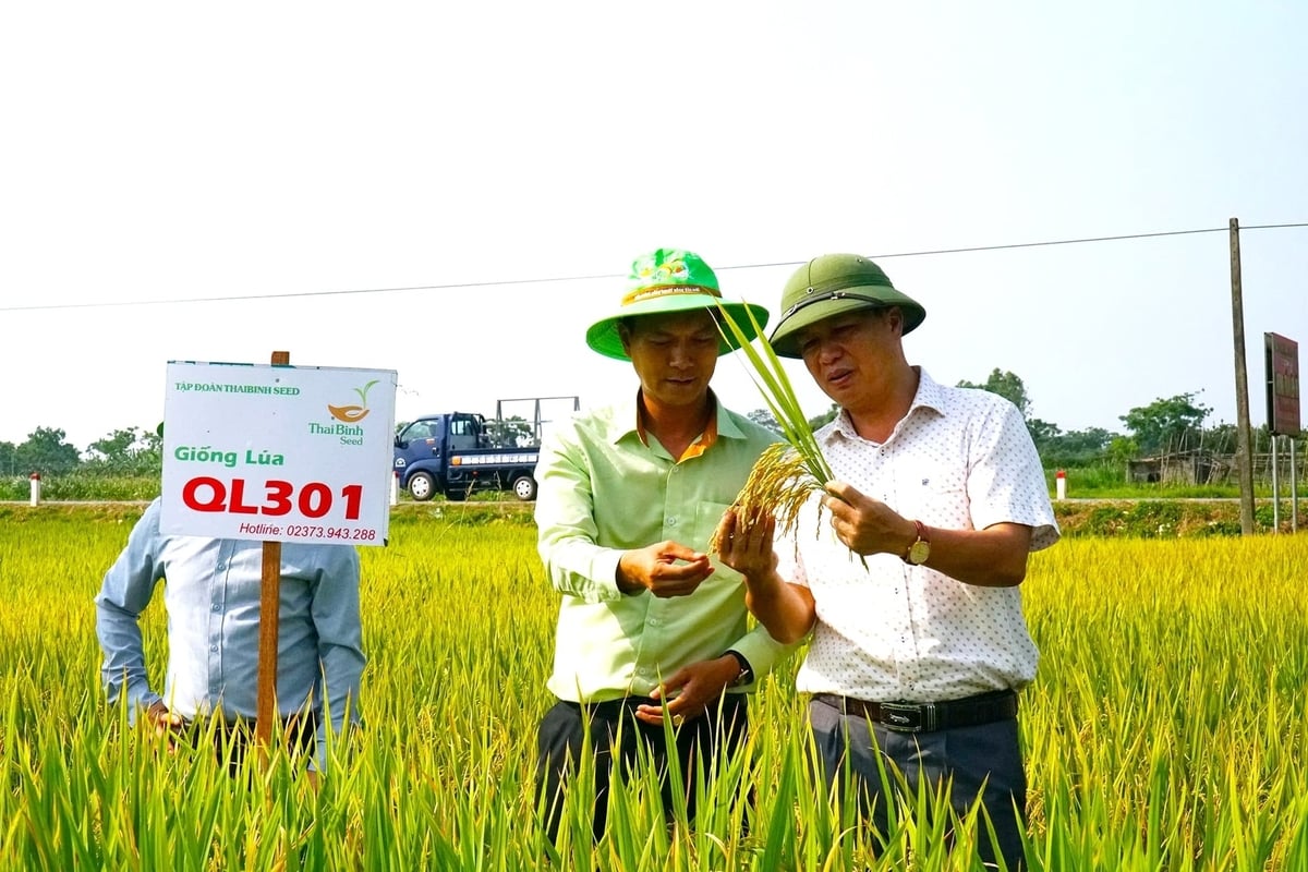 Mặc dù đối diện với nhiều khó khăn nhưng các thành viên VSTA luôn duy trì ổn định nhiệm vụ sản xuất và cung ứng giống cây trồng nông nghiệp chính như giống lúa, ngô, rau màu các loại. Ảnh: Phú Hương.