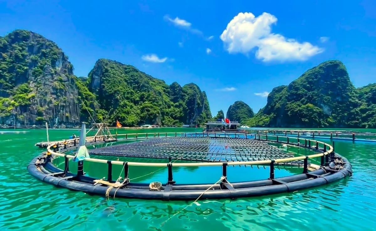 Nuôi biển Vân Đồn đang đứng trước yêu cầu đổi mới mạnh mẽ theo hướng công nghệ cao, thân thiện với môi trường và phát triển bền vững. Ảnh: Cường Vũ. 