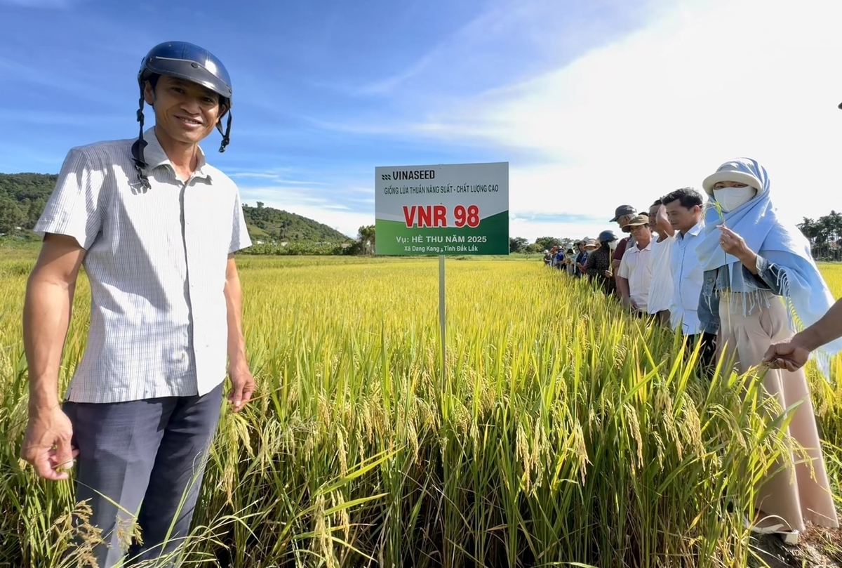 Người dân Tây Nguyên đánh giá cao khả năng thích ứng với điều kiện canh tác và khí hậu khắc nghiệt của giống lúa VNT98. Ảnh: TL.
