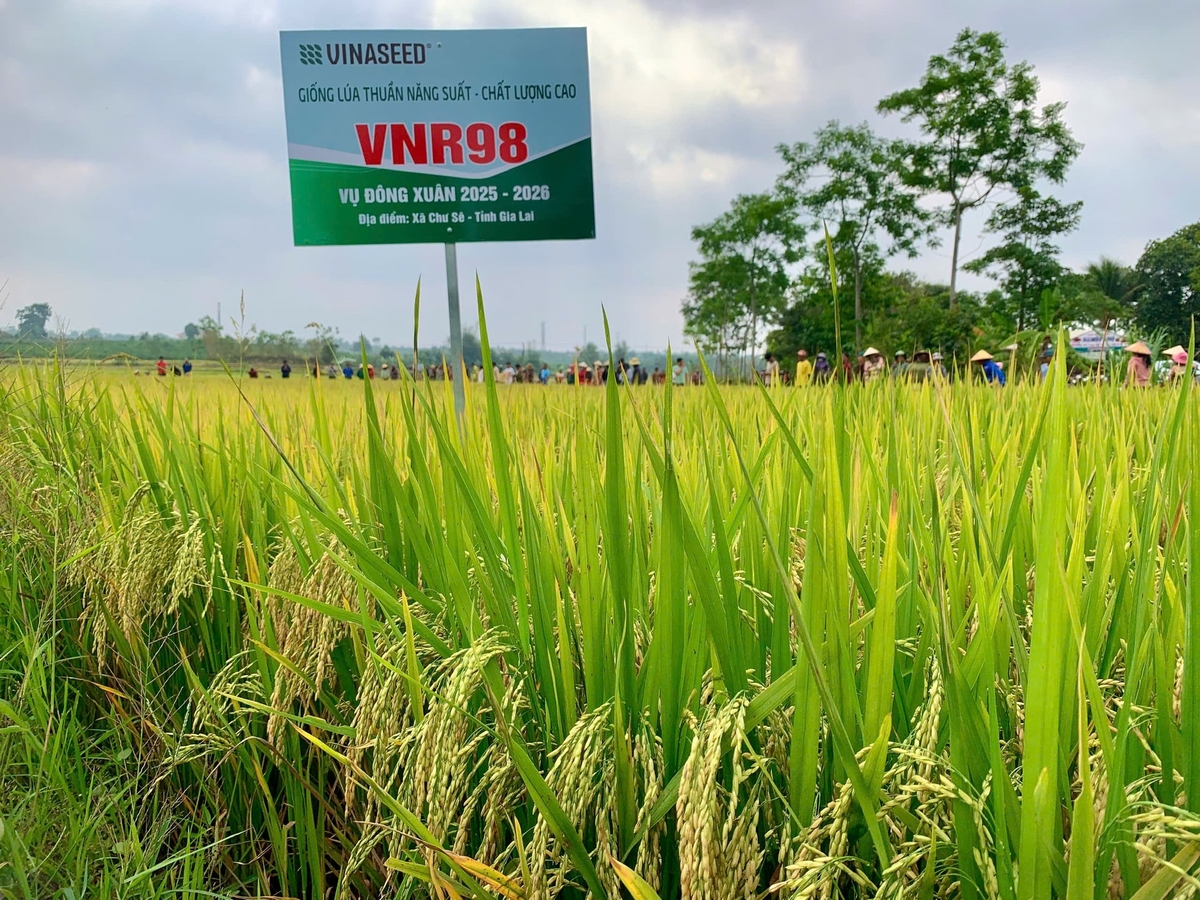 Nông dân tại Chư Sê (Gia Lai) sản xuất giống lúa VNR98 đạt 10,5 tấn lúa tươi/ha. Ảnh: Đ.T.