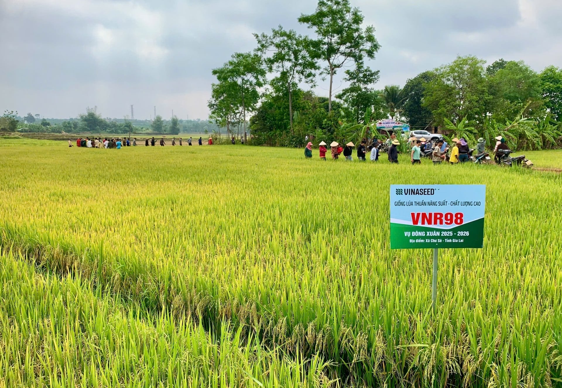 Giống lúa VNR98 khẳng định hiệu quả qua từng mùa vụ tại Tây Nguyên. Ảnh: Đ.T.