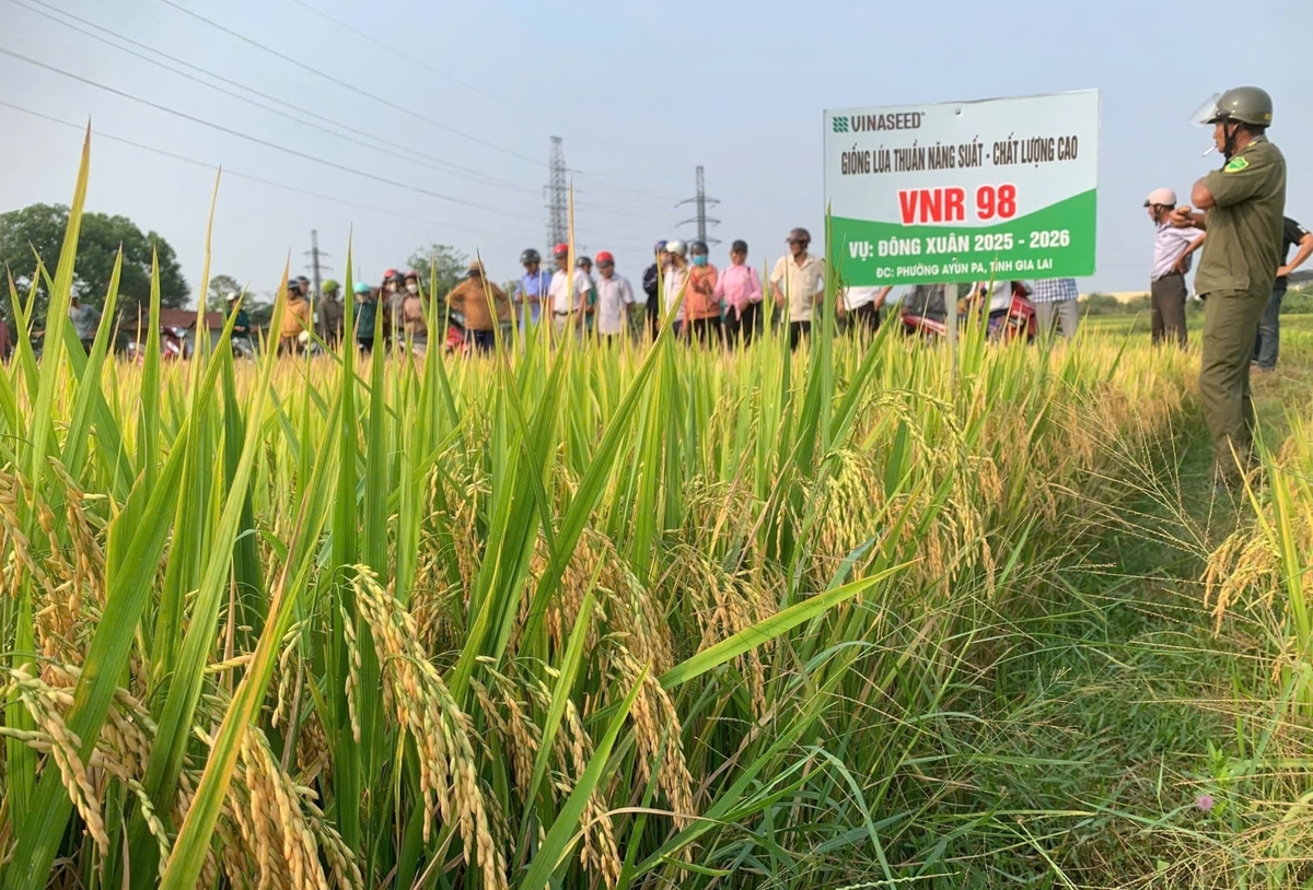 Giống lúa VNR98 kháng bệnh, thích nghi tốt với điều kiện khí hậu thời tiết khắc nghiệt tại phường Ayunpa (Gia Lai). Ảnh: TL.