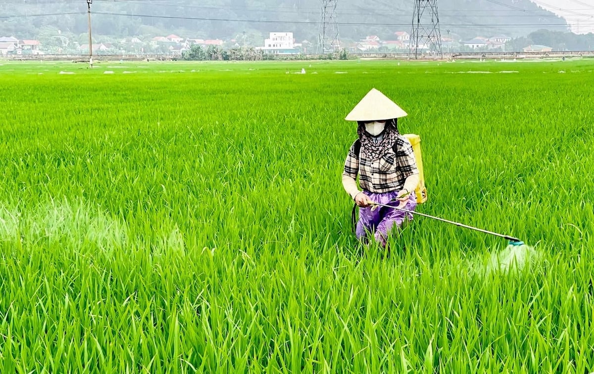 Nông dân Quảng Trị phun thuốc phòng trừ sâu bệnh cho lúa đông xuân. Ảnh: Nguyên Phong.