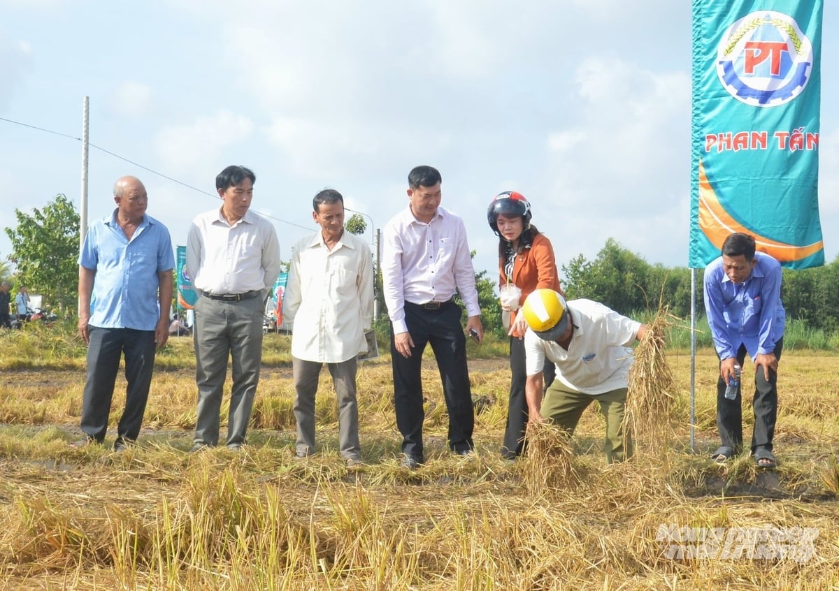 Nông dân trực tiếp kiểm tra rơm rạ sau khi được phun vi sinh và xới vùi để phân hủy nhanh trả lại dinh dưỡng hữu cơ cho đất. Ảnh: Trung Chánh. 