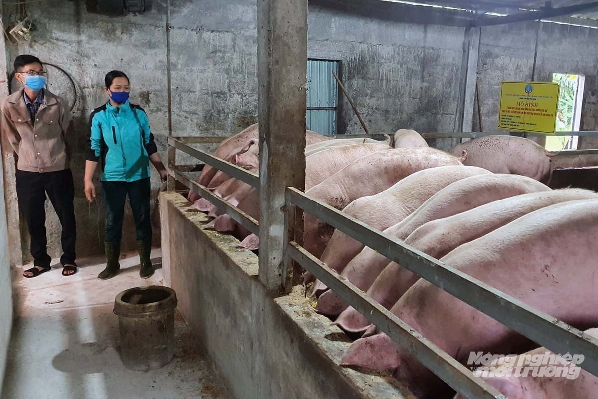 Ngành chăn nuôi Quảng Trị vừa vượt qua một năm đầy khó khăn thử thách. Ảnh: Võ Dũng.