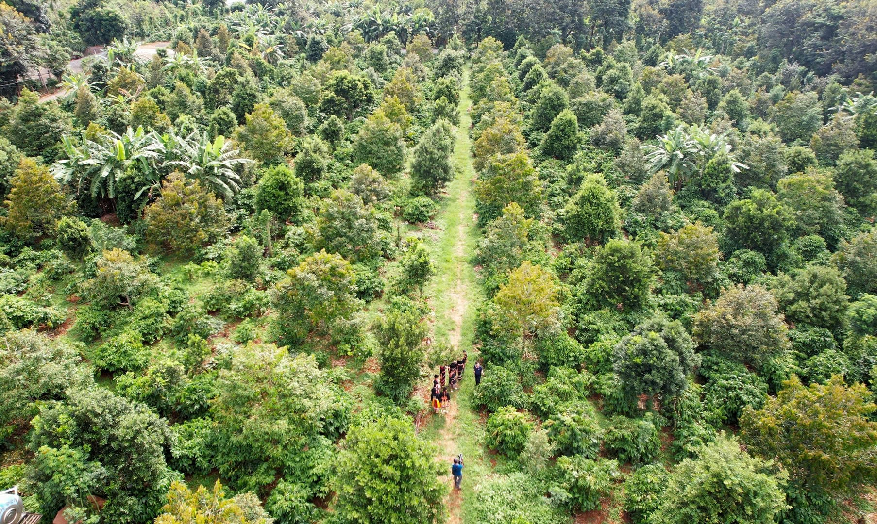 Việc xây dựng và quản lý mã số vùng trồng phải được siết chặt, coi đây là nhiệm vụ bắt buộc của chính quyền địa phương thay vì để người dân tự xoay xở. Ảnh: P.H.