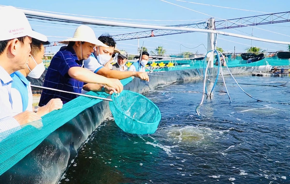 Mỗi vụ nuôi, ông Chương xuất bán khoảng 50 tấn tôm nguyên liệu, đạt doanh thu hơn 10 tỷ đồng. Ảnh: L.A.