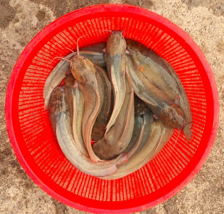 Cận cảnh cá trê vàng. Ảnh: Nhân vật cung cấp.