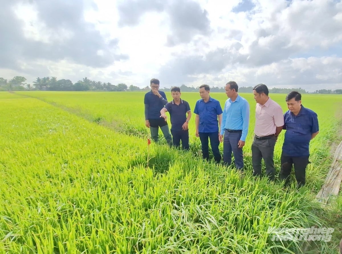 Mô hình canh tác lúa chất lượng cao, giảm phát thải tại HTX Vĩnh Cường. Ảnh: Trọng Linh.