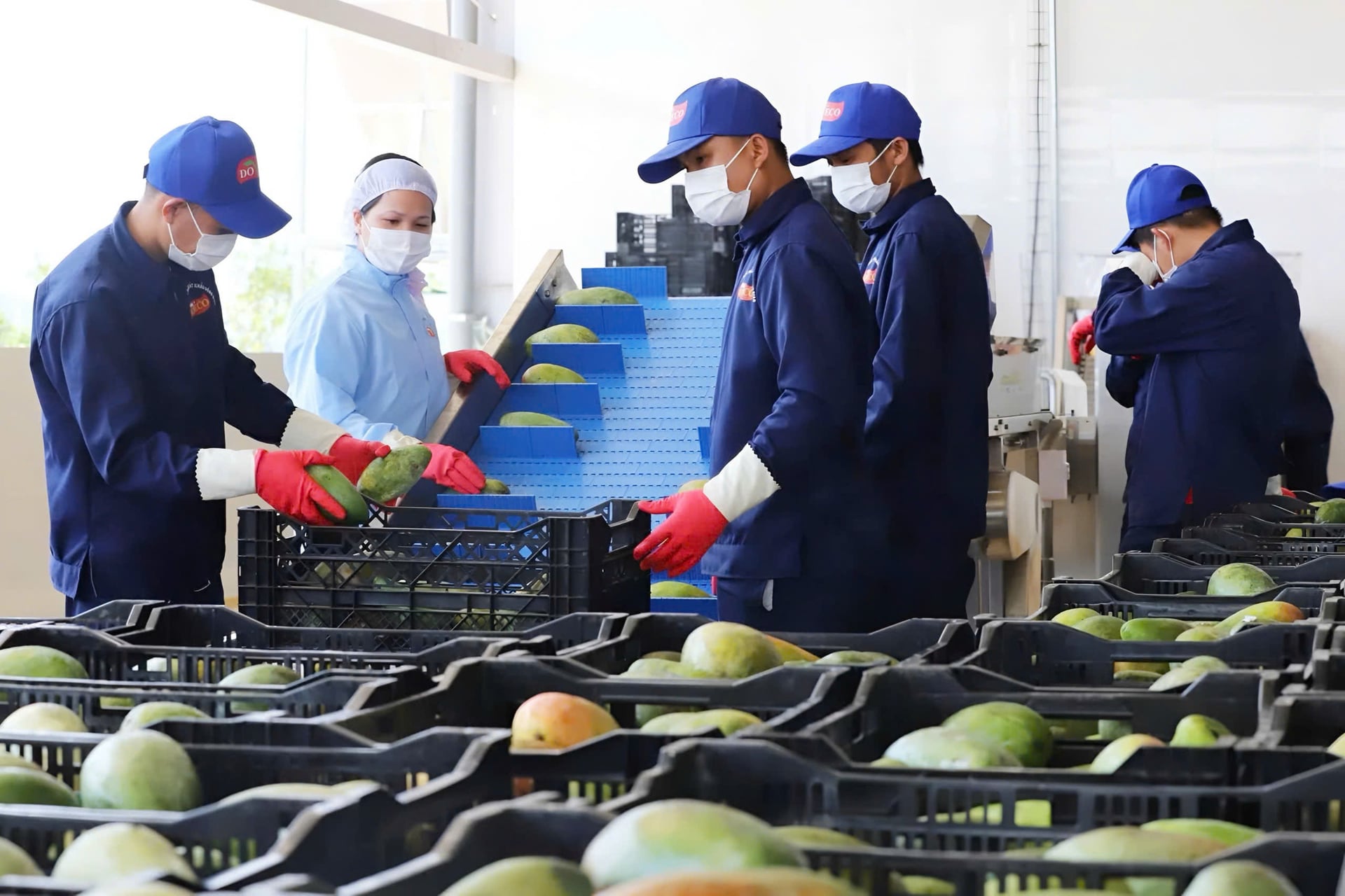Sơn La đẩy mạnh chế biến sâu, nâng cao giá trị nông sản xuất khẩu. Ảnh: Nguyễn Nga.