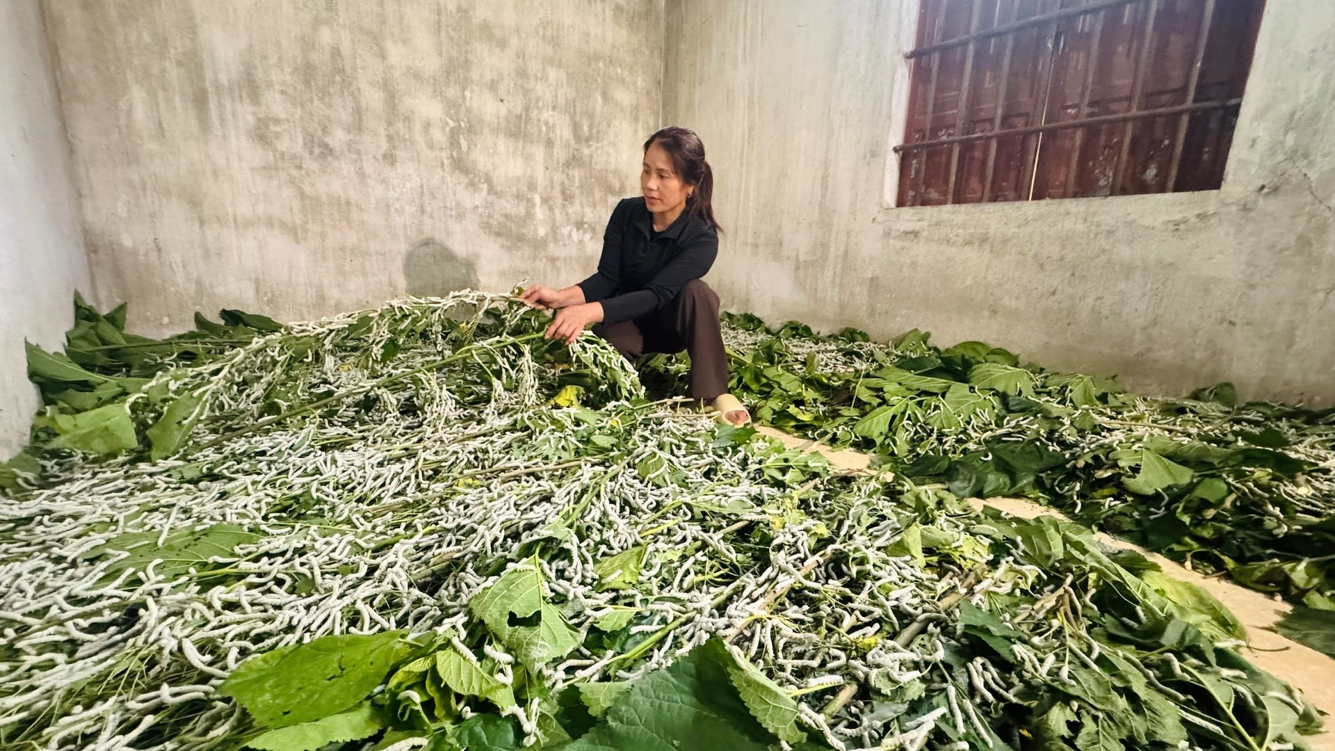 Tằm có chu kỳ nuôi ngắn, chỉ khoảng 20 ngày là có thể thu hoạch kén, giúp người nuôi nhanh chóng quay vòng sản xuất. Ảnh: Ánh Nguyệt. Tằm có chu kỳ nuôi ngắn, chỉ khoảng 20 ngày là có thể thu hoạch kén, giúp người nuôi nhanh chóng quay vòng sản xuất. Ảnh: Ánh Nguyệt.