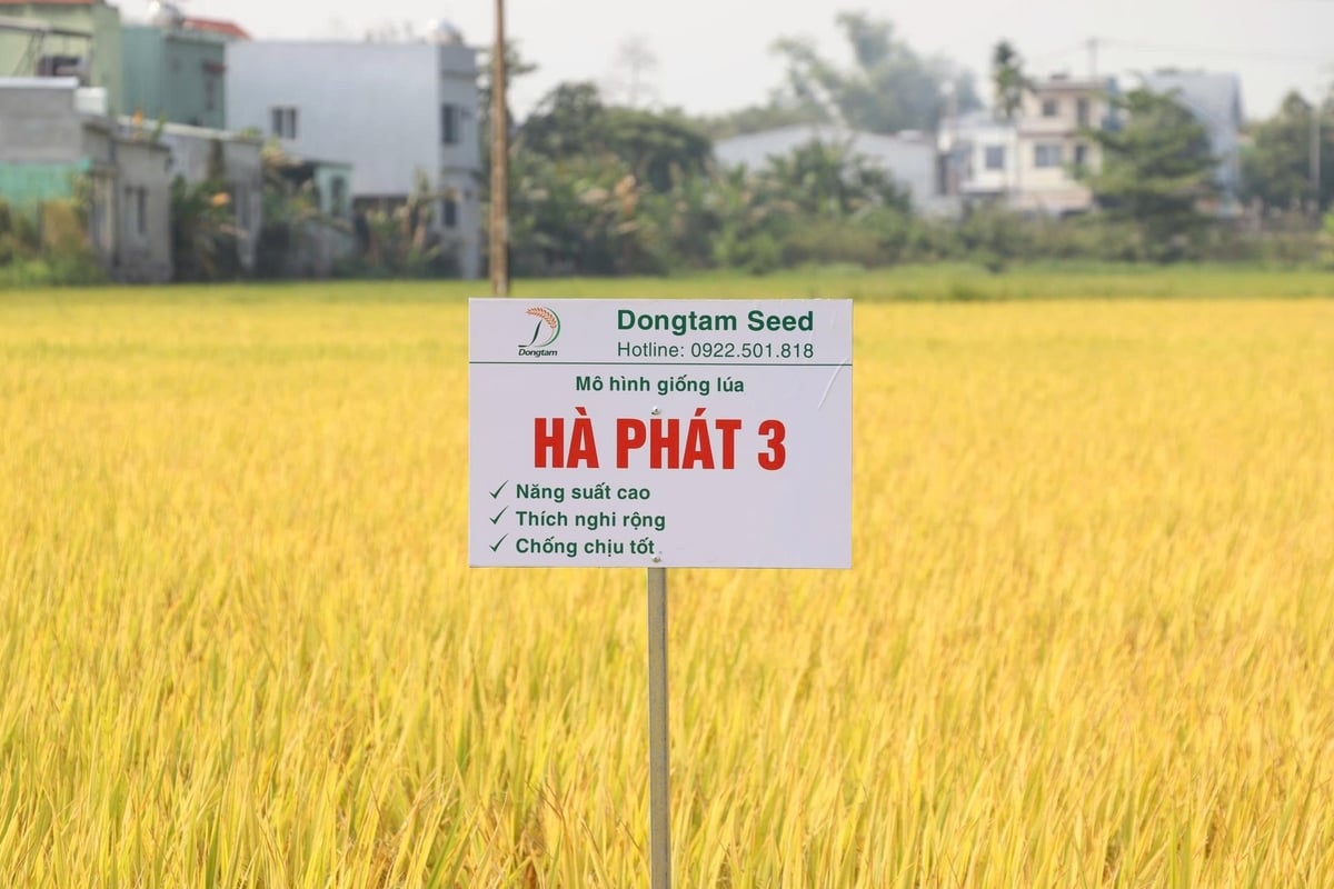 Ruộng lúa Hà Phát 3 sinh trưởng tốt, hạt chắc, năng suất cao tại Hòa Tiến. Ảnh: L.A.