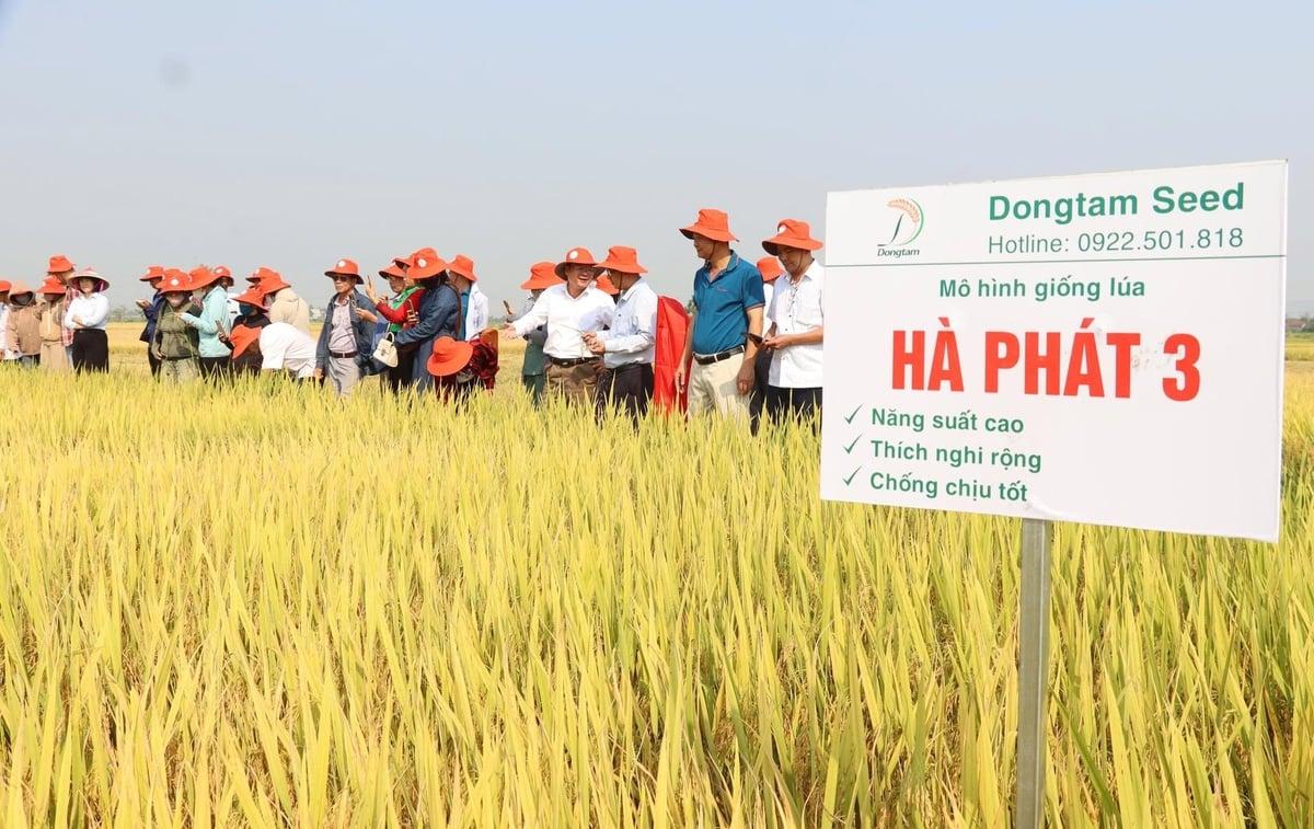 Hà Phát 3 đã được đưa vào cơ cấu sản xuất từ những năm trước và từng bước khẳng định vị trí trên đồng ruộng Đà Nẵng nhờ năng suất ổn định. Ảnh: L.A.