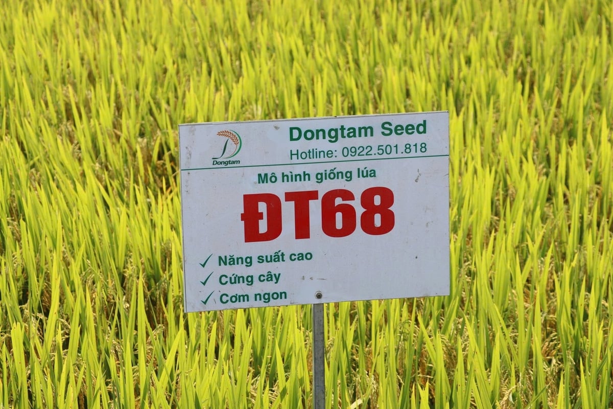 ĐT68 là giống có triển vọng cao, đặc biệt phù hợp với vụ đông xuân tại khu vực miền Trung với năng suất có thể đạt 95 tạ/ha. Ảnh: L.A.